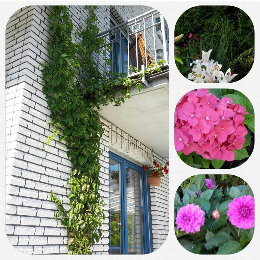 Appartements Villa Drachenberg 萨斯尼茨 外观 照片